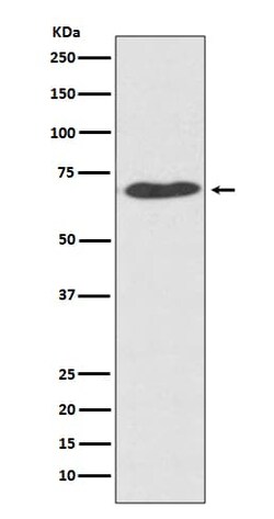 PDIA2 Antibody (SR2029), Novus Biologicals:Antibodies:Primary Antibodies
