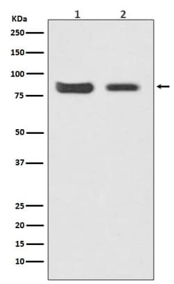 Mitofusin 2 Antibody (SR2236), Novus Biologicals 50 &mu;g; Unconjugated:Antibodies,