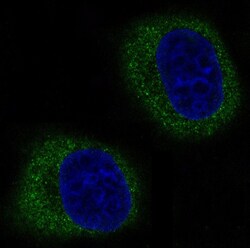 Mitofusin 2 Antibody (SR2236), Novus Biologicals 50 &mu;g; Unconjugated:Antibodies,