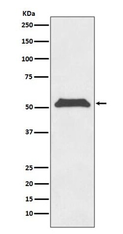 TRF-1 Antibody (SR1896), Novus Biologicals 50 &mu;g; Unconjugated:Antikörper