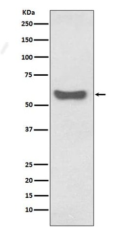 IgA Antibody (SR2059), Novus Biologicals:Antibodies:Primary Antibodies