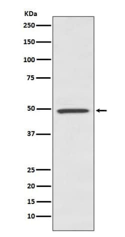 BMP-7 Antibody (SR1850), Novus Biologicals:Antibodies:Primary Antibodies