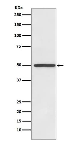 SLC6A3/DAT1 Antibody (SR1877), Novus Biologicals 100 &mu;g; Unconjugated:Antibodies,
