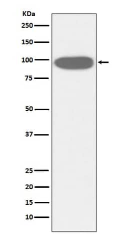 gp96/HSP90B1/GRP94 Antibody (SR2295), Novus Biologicals 50 &mu;g, Unconjugated:Antibodies,