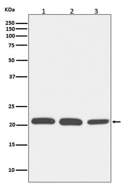 Rac1,2,3 Antibody (SR1332), Novus Biologicals 50 &mu;g, Unconjugated:Antibodies,