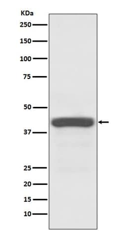 ATG3/APG3 Antibody (SR1666), Novus Biologicals 50 &mu;g; Unconjugated:Antibodies,