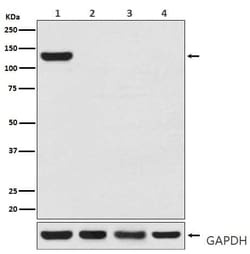 CRISPR-Cas9 Antibody (SR1104), Novus Biologicals 50 μg; Unconjugated:Antibodies,
