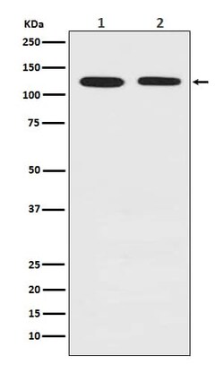 Drebrin 1 Antibody (SR1092), Novus Biologicals 100 &mu;g | Buy Online | Novus Biologicals | Fisher Scientific