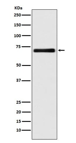 EAAT2/GLT1 Antibody (SR2082), Novus Biologicals 100 &mu;g; Unconjugated:Antibodies,