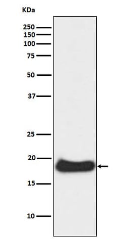 Claudin-1 Antibody (SR1308), Novus Biologicals:Antibodies:Primary Antibodies