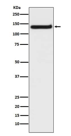 TLR9 Antibody (SR1133), Novus Biologicals 50 &mu;g; Unconjugated:Antibodies,