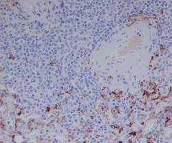 IgG Antibody (SR1919), Novus Biologicals:Antibodies:Primary Antibodies