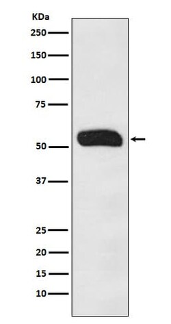 IgG Antibody (SR1919), Novus Biologicals:Antibodies:Primary Antibodies