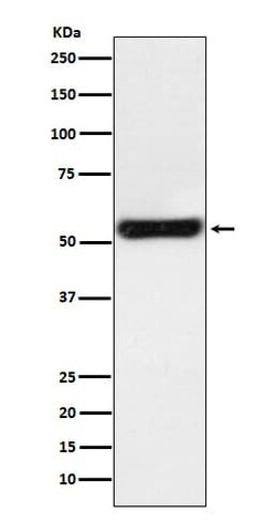 PTGER2 Antibody (SR1927), Novus Biologicals:Antibodies:Primary Antibodies