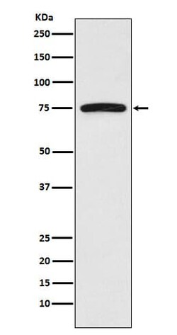 FRS2 Antibody (SR2015), Novus Biologicals 50 &mu;g; Unconjugated:Antibodies,