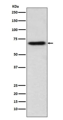 ITK Antibody (SR2174), Novus Biologicals:Antibodies:Primary Antibodies
