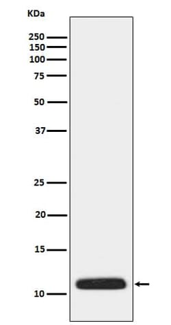 Apolipoprotein CIII Antibody (SR1078), Novus Biologicals:Antibodies:Primary