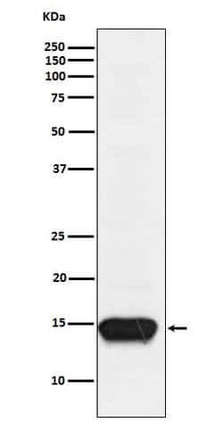 FABP3/H-FABP Antibody (SR1210), Novus Biologicals 100 &mu;g; Unconjugated:Antibodies,