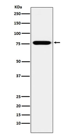KIF3A Antibody (SR2233), Novus Biologicals 100 &mu;g; Unconjugated:Antibodies,
