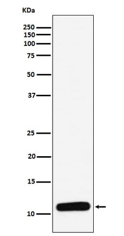 CXCL4/PF4 Antibody (SR1083), Novus Biologicals 50 &mu;g; Unconjugated:Antibodies,