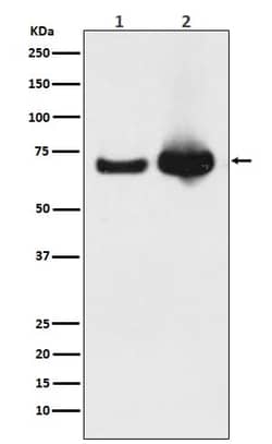 GRP75/HSPA9B/Mortalin Antibody (SR2186), Novus Biologicals 100 &mu;g; Unconjugated:Antibodies,