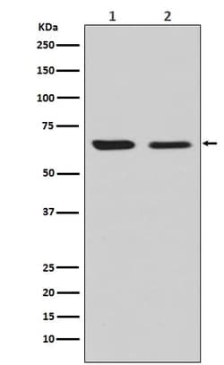 CRMP2 Antibody (SR2080), Novus Biologicals:Antibodies:Primary Antibodies