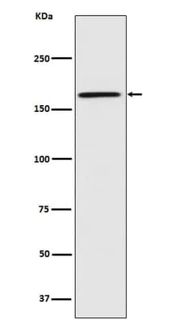 Caspr1 Antibody (SR1234), Novus Biologicals:Antibodies:Primary Antibodies