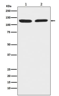 Chromogranin B Antibody (SR1105), Novus Biologicals 50 &mu;g; Unconjugated:Antibodies,