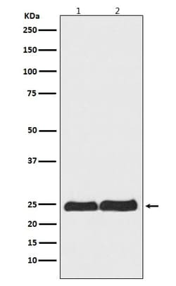 Ran Antibody (SR1381), Novus Biologicals:Antibodies:Primary Antibodies