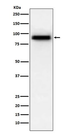 Phosphodiesterase 4D Antibody (SR2286), Novus Biologicals:Antibodies:Primary