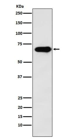 SAM68 Antibody (SR2129), Novus Biologicals 100 &mu;g; Unconjugated:Antibodies,
