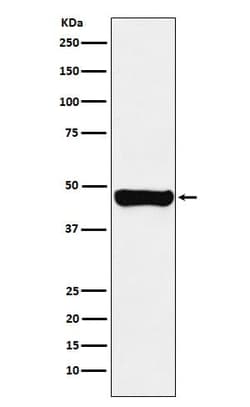 RCC1 Antibody (SR1781), Novus Biologicals 50 &mu;g; Unconjugated:Antibodies,