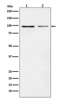Dynamin Antibody (SR2307), Novus Biologicals 50 &mu;g | Buy Online | Novus Biologicals | Fisher Scientific