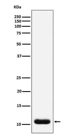 TFF3 Antibody (SR2317), Novus Biologicals 50 &mu;g; Unconjugated:Antibodies,