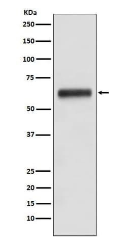 IgG3 Antibody (SR1690), Novus Biologicals:Antibodies:Primary Antibodies