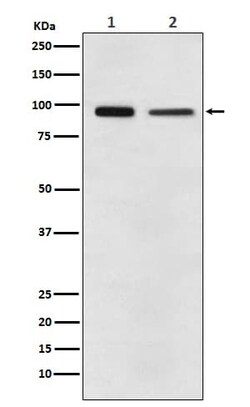 eEF-2 Antibody (SR2299), Novus Biologicals 100 &mu;g | Buy Online | Novus Biologicals | Fisher Scientific