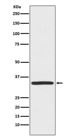 TRADD Antibody (SR1569), Novus Biologicals 100 &mu;g; Unconjugated:Antibodies,