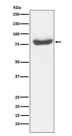 RAP80 Antibody (SR2242), Novus Biologicals 50 &mu;g; Unconjugated:Antibodies,
