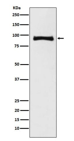 MALT1 Antibody (SR2293), Novus Biologicals:Antibodies:Primary Antibodies