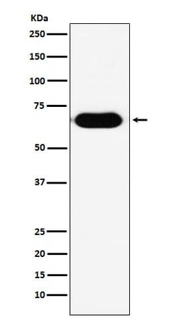 RNF8 Antibody (SR2063), Novus Biologicals:Antibodies:Primary Antibodies