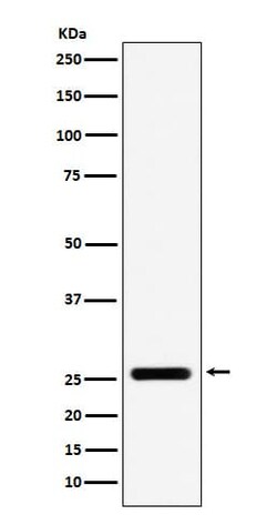 FADD Antibody (SR1465), Novus Biologicals:Antibodies:Primary Antibodies