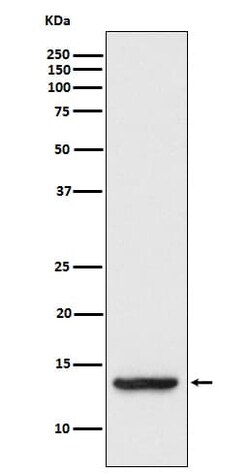 TAX1BP3 Antibody (SR1181), Novus Biologicals 100 &mu;g; Unconjugated:Antibodies,