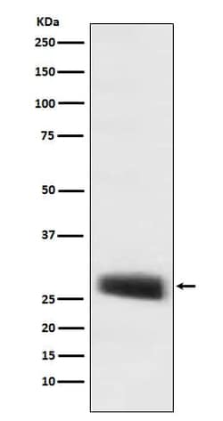 POMC Antibody (SR1489), Novus Biologicals 50 &mu;g; Unconjugated:Antibodies,