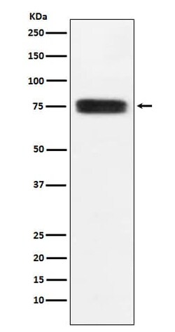 CD97 Antibody (SR2289), Novus Biologicals:Antibodies:Primary Antibodies