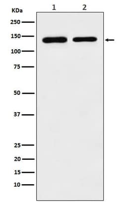 STAG2 Antibody (SR1161), Novus Biologicals 100 &mu;g; Unconjugated:Antibodies,