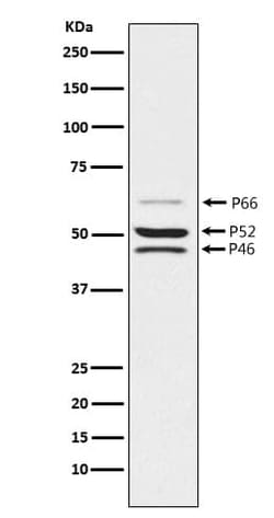 SHC1 Antibody (SR1785), Novus Biologicals:Antibodies:Primary Antibodies