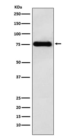 LYRIC Antibody (SR2198), Novus Biologicals 50 &mu;g; Unconjugated:Antibodies,