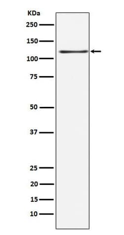 KSR1 Antibody (SR1095), Novus Biologicals 50 &mu;g; Unconjugated:Antibodies,