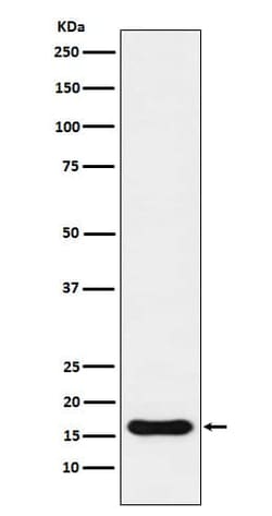 AIF-1/Iba1 Antibody (SR1261), Novus Biologicals:Antibodies:Primary Antibodies