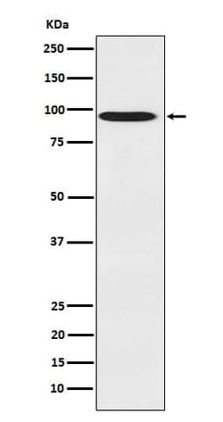 CDT2 Antibody (SR2285), Novus Biologicals 50 &mu;g; Unconjugated:Antibodies,
